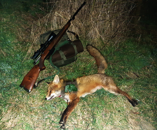 Prvý tohtoročný lišiak