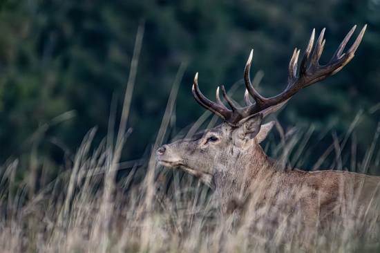 spomienka na rok 2022