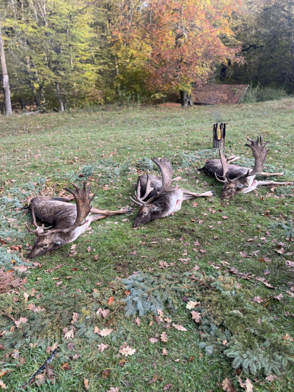 Čarovné ráno - vrchol danielej ruje