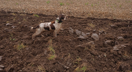 ASS -TARA chameleón