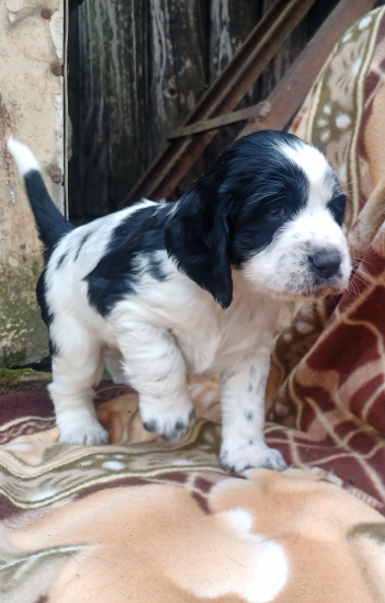 Malý krásny špringer