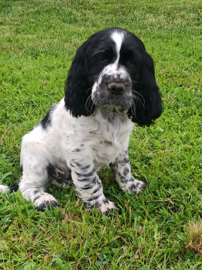 ASS LORD z Krivínskej skaly