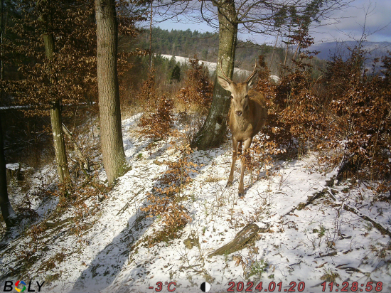 Keď zver farebne zapadá do okolia