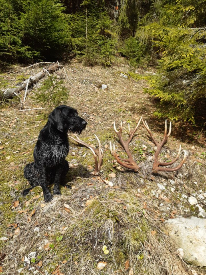 Pomocník - zaslúžil odmenu