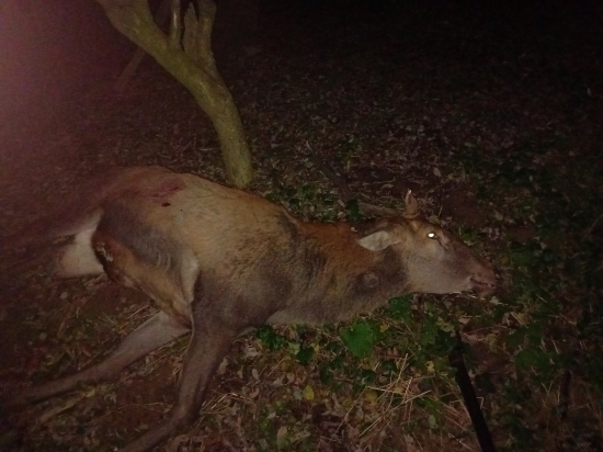 Minuloročná rarita