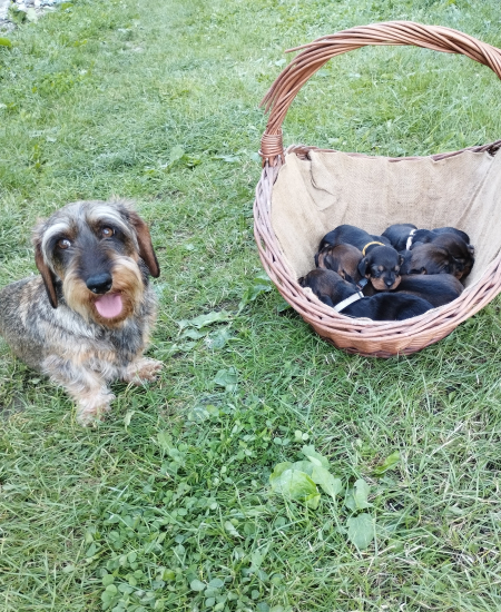 2 týždňové šteniatka..