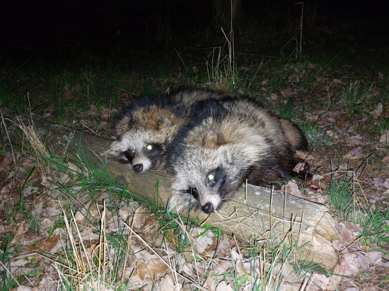 Psík mývalovitý 2x