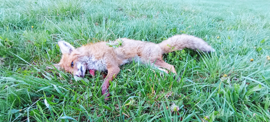 Ráno ráno ranečko