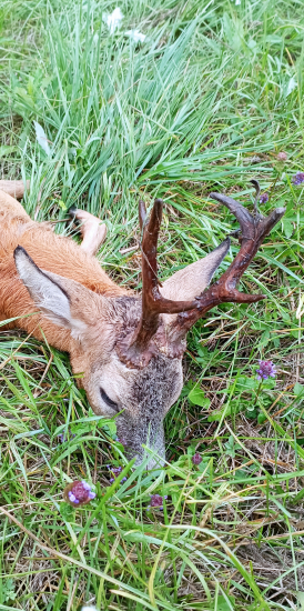 Minuloročná trojka