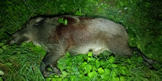 Pochutnávali si na slivkách