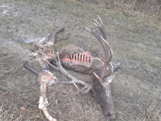 Strhnuty 6 rocny 18-totak