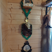 Líščie trofeje