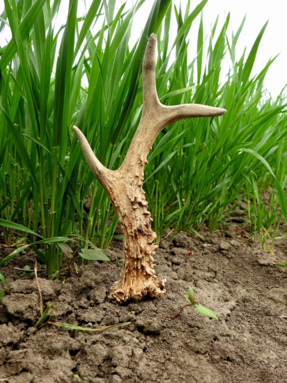 Ešte stále sa dajú nájsť.