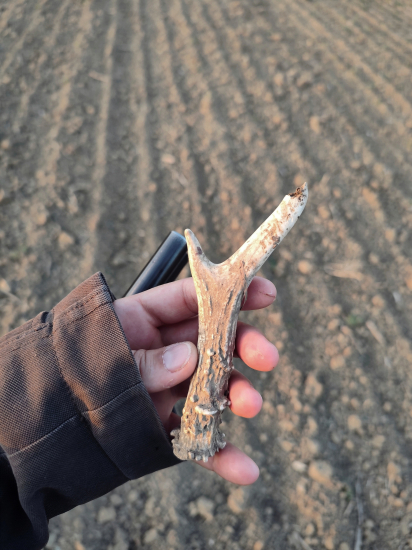 Dnešný, minuloročný.