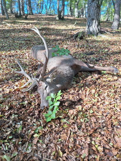 Pekný poľovnícky zážitok,aj s úspešným koncom