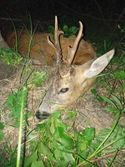 Jeden z mojich tohtoročných