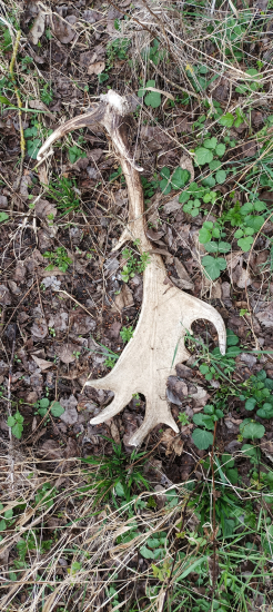 smrčkový- vlaňajší