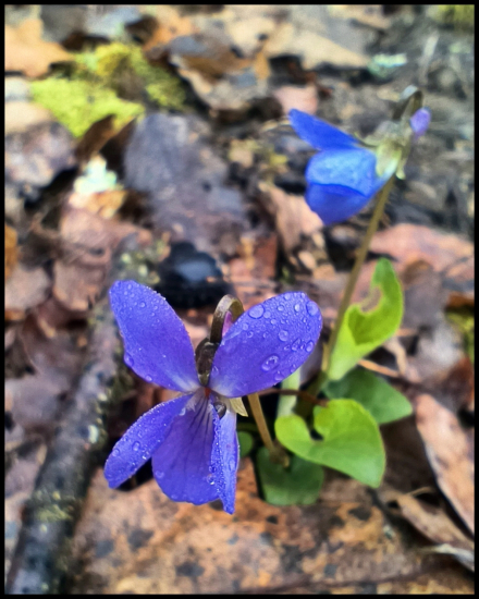 Fialka zmoknutá ... :-)