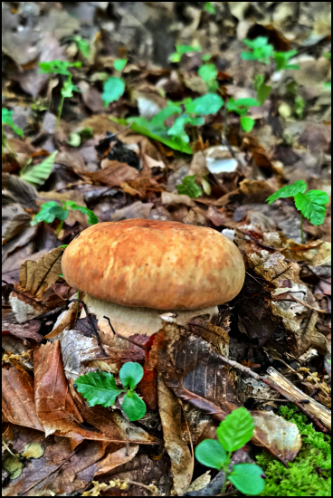 prvý tohoročný ...