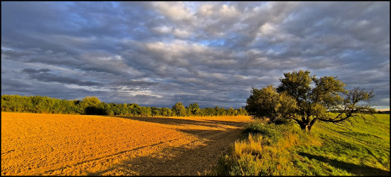 pri starej hruške ...