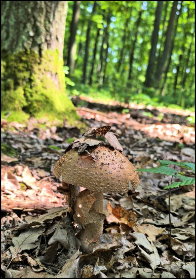 muchotrávka červenkastá