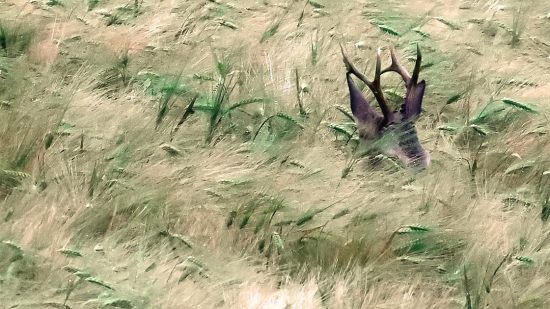 kto prichádza v daždi