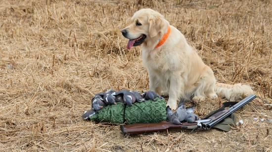 holubiarom, lovu zdar :)