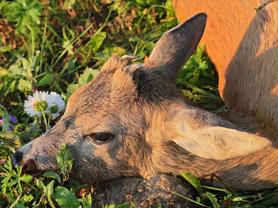 keď sa ráno vydarí