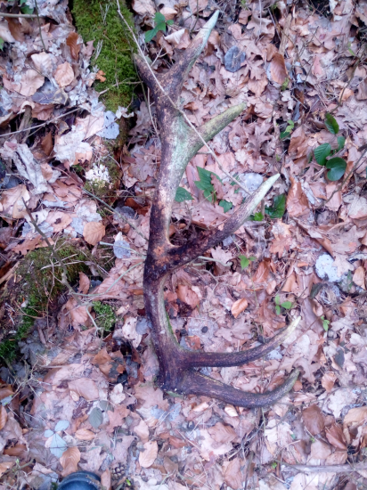 Obrastený machom...