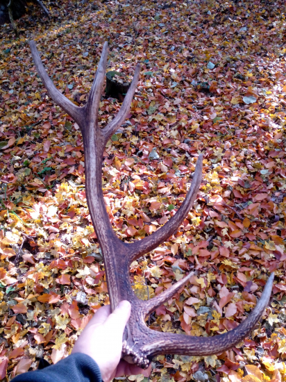 Lístie už padalo, šťastie sa ešte usmialo..