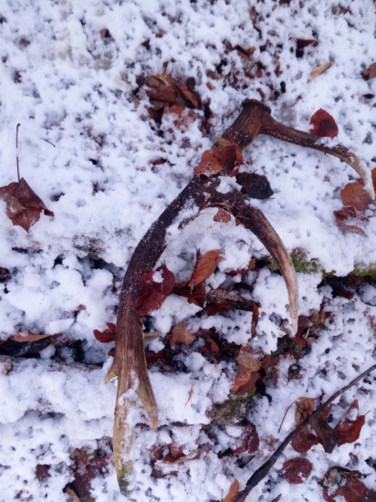 Vyhrabaný spod snehu