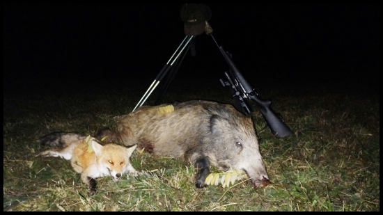 Najprv líška, potom diviak