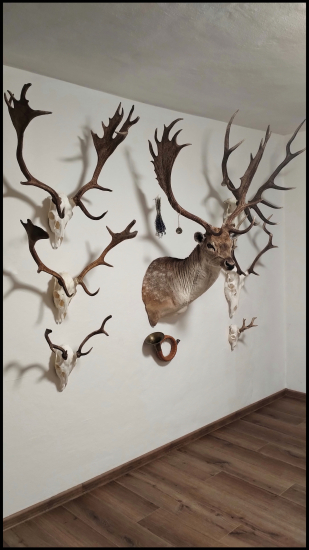 Daniele na svojom mieste