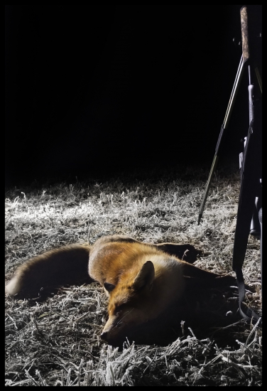 Silvestrovský lišiak