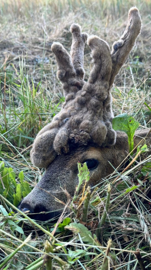 Parochniar z Maďarska