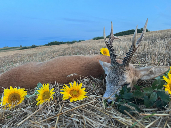 Ruja v Rumunsku 2024