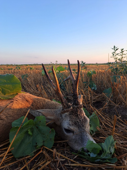 Ruja 2024 v Maďarsku