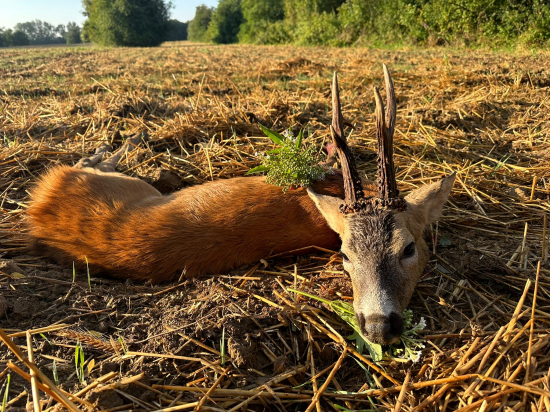 Maďarsko, ruja 2024