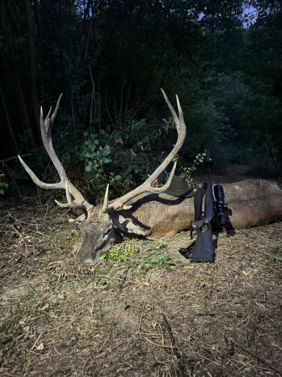 Jelenia ruja 2024 v Maďarsku