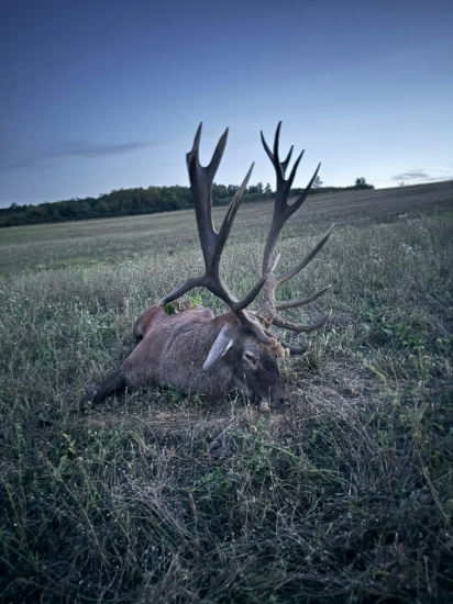 Jelenia ruja 2024 v Maďarsku