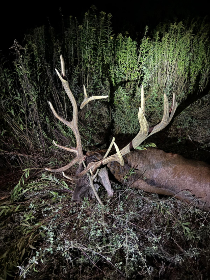 Jelenia ruja 2024 v Maďarsku