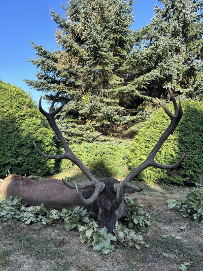 Jelenia ruja 2024 v Maďarsku