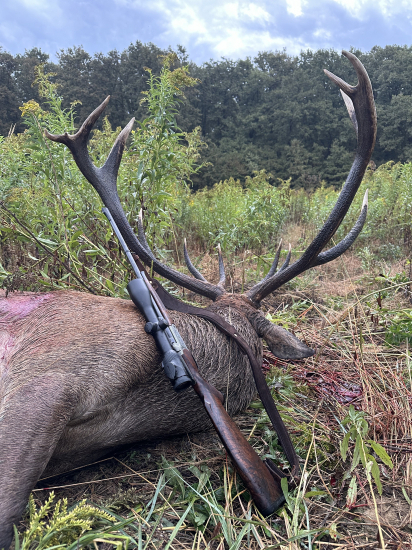 Jelenia ruja 2024 v Maďarsku