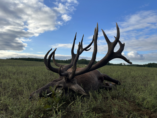 Jelenia ruja 2024 v Maďarsku