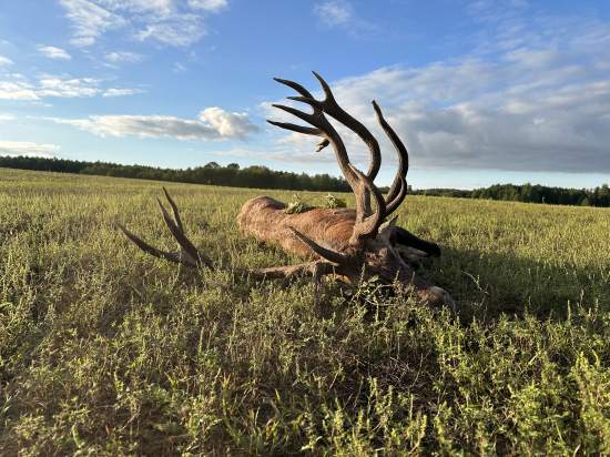 Jelenia ruja 2024 v Maďarsku