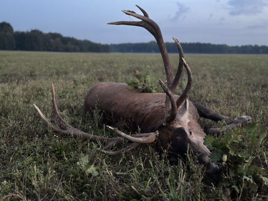 Jelenia ruja 2024 v Maďarsku
