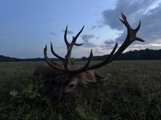 Jelenia ruja 2024 v Maďarsku