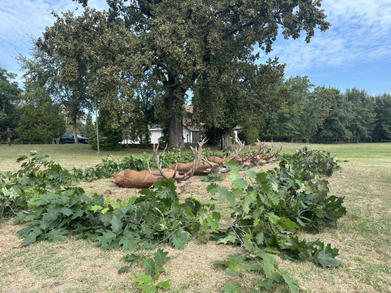 Jelenia ruja 2024 v Maďarsku
