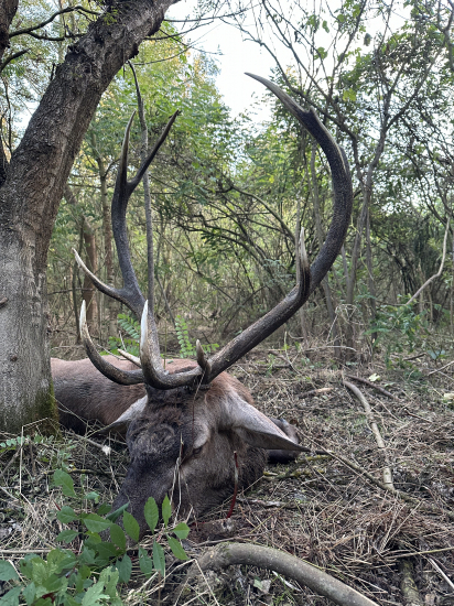 Jelenia ruja 2024 v Maďarsku