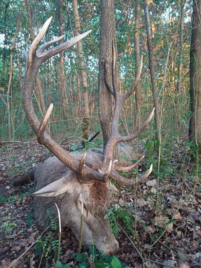 Jelenia ruja 2024 v Maďarsku